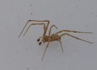 Enoplognatha mordax